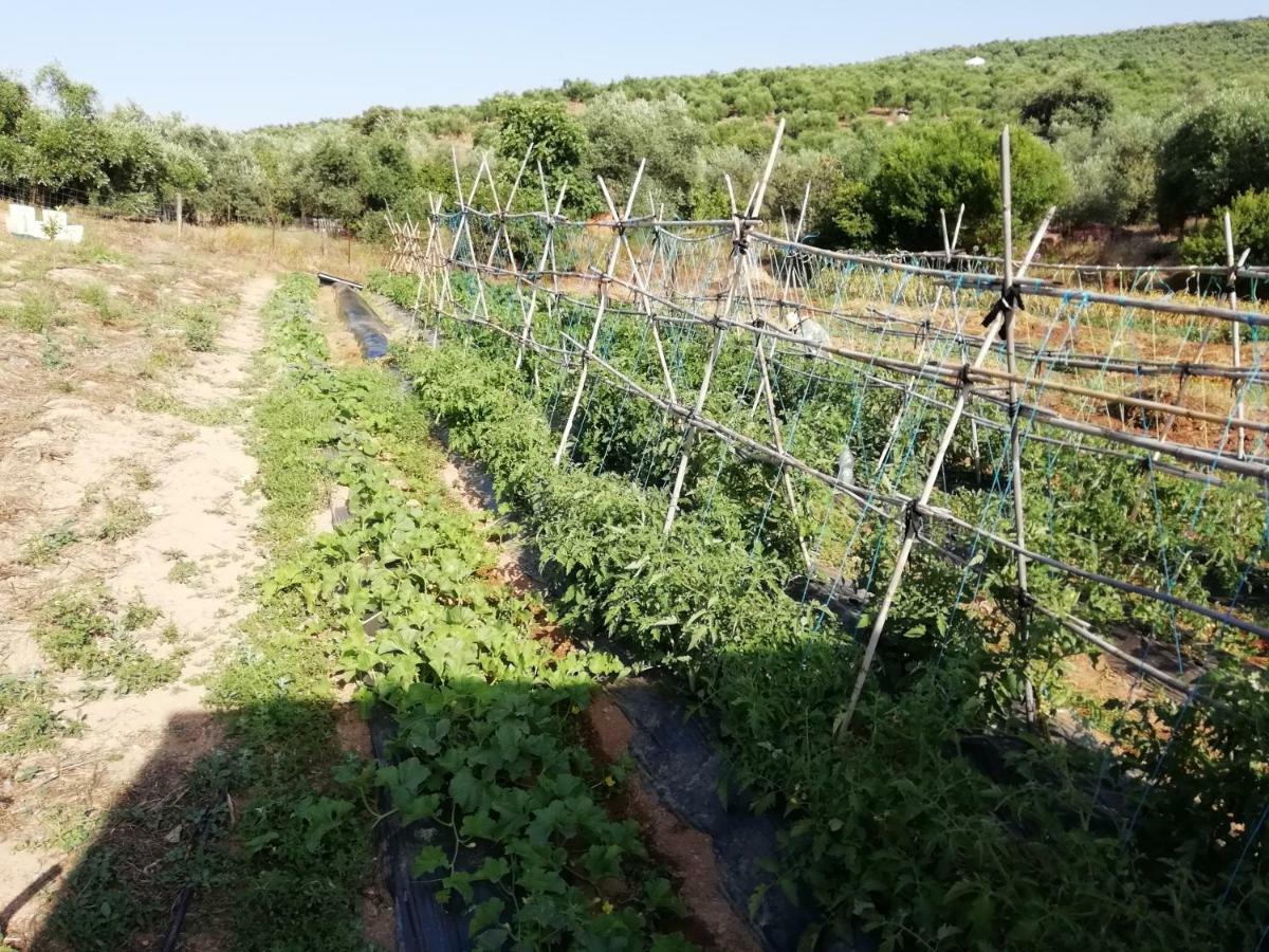 Alojamiento Rural La Perdiz 라 푸에블라 데 로스 인판테스 외부 사진